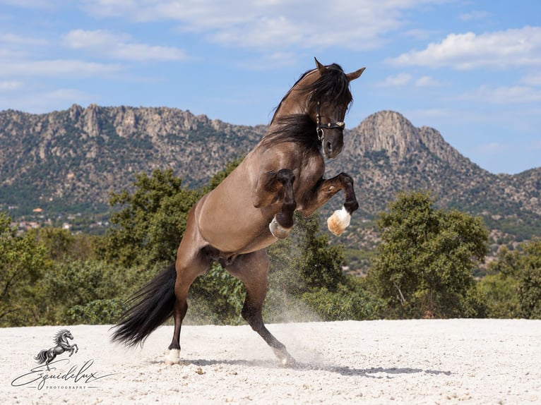 Lusitano Mix Stallone 8 Anni 165 cm Grullo in MADRID