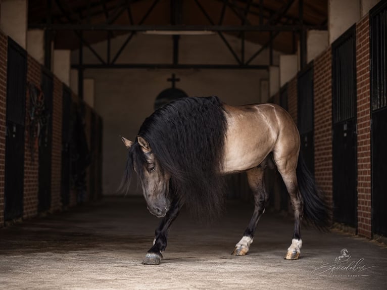 Lusitano Mix Stallone 8 Anni 165 cm Grullo in MADRID