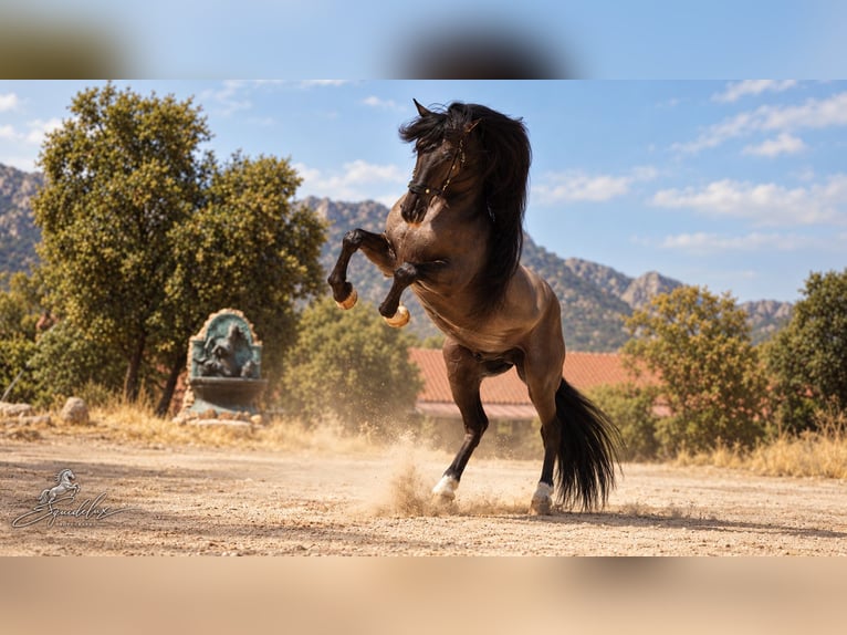 Lusitano Mix Stallone 8 Anni 165 cm Grullo in MADRID