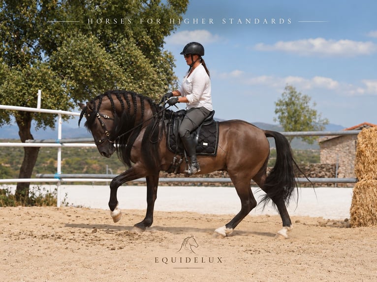 Lusitano Mix Stallone 8 Anni 165 cm Grullo in MADRID