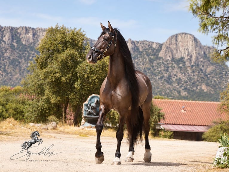 Lusitano Mix Stallone 8 Anni 165 cm Grullo in MADRID