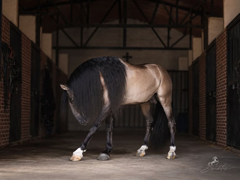 Lusitano Mix Stallone 8 Anni 165 cm Grullo in MADRID