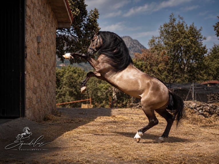 Lusitano Mix Stallone 8 Anni 165 cm Grullo in MADRID