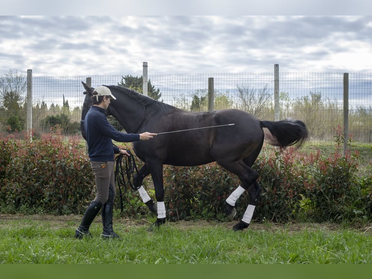 Lusitano Stallone 8 Anni 165 cm Morello in Perpignan