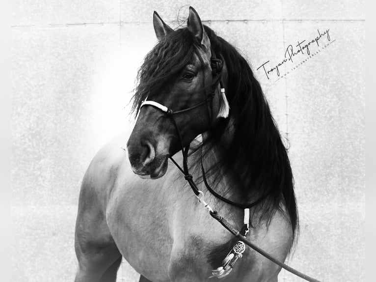 Lusitano Mix Stallone 8 Anni 166 cm Grullo in HEUVELLAND