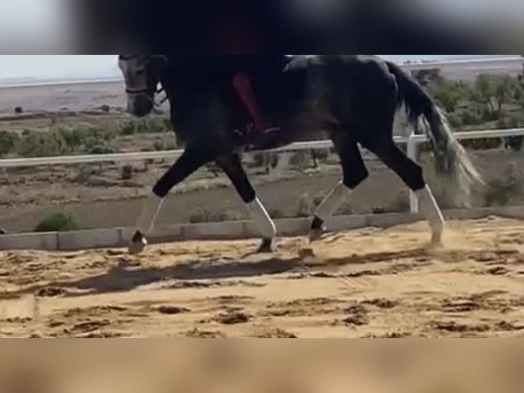 Lusitano Stallone 8 Anni 167 cm Grigio in Madrid