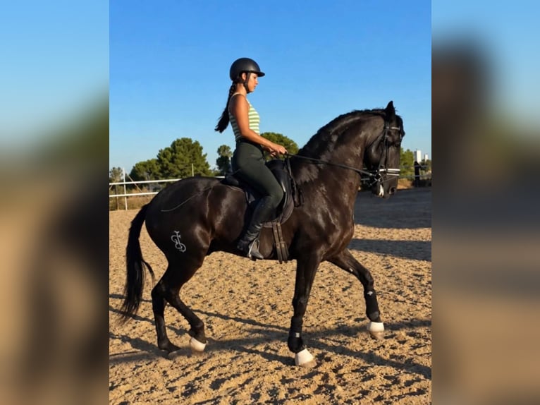 Lusitano Stallone 8 Anni 176 cm Morello in Alicante/Alacant
