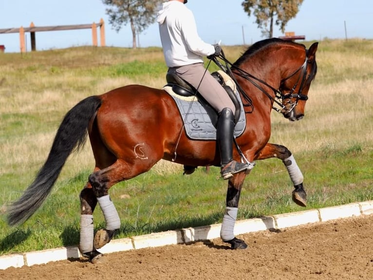 Lusitano Stallone 9 Anni 159 cm Baio in Navas Del Madroño