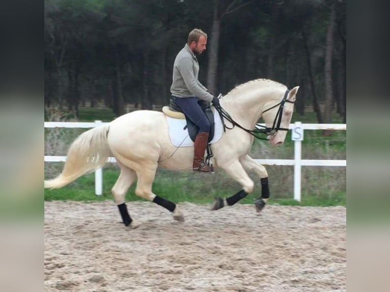 Lusitano Stallone 9 Anni 161 cm Perlino in MADRID
