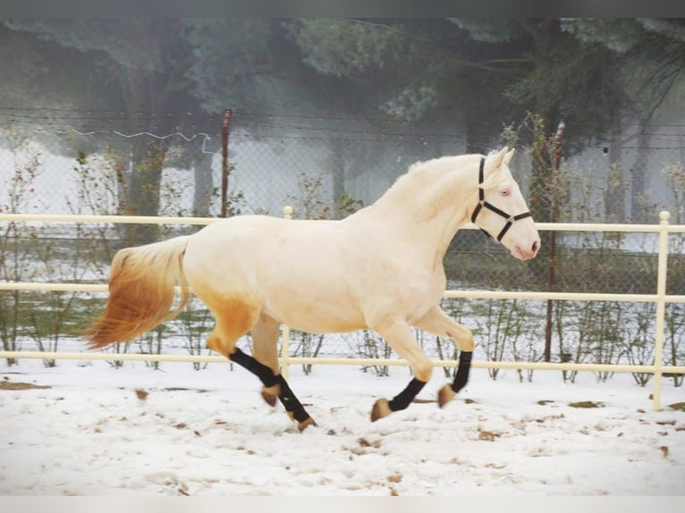 Lusitano Stallone 9 Anni 161 cm Perlino in MADRID