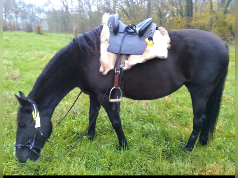 Lusitano Stallone 9 Anni 162 cm Morello in Gent