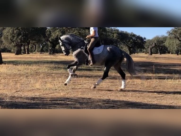 Lusitano Stallone 9 Anni 163 cm Grigio in MadridMadrid