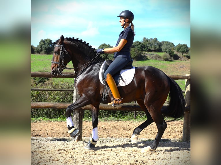 Lusitano Stallone 9 Anni 165 cm Baio scuro in Ribamar