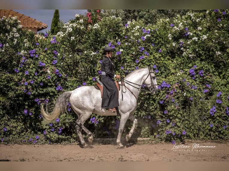 Lusitano Stallone 9 Anni 166 cm Grigio in Rio Maior