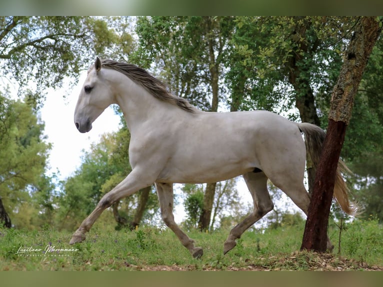 Lusitano Stallone 9 Anni 166 cm Grigio in Rio Maior