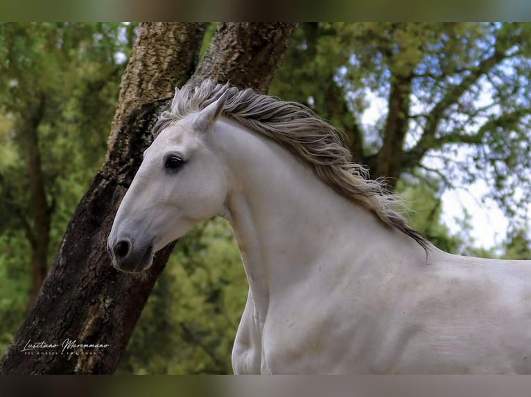 Lusitano Stallone 9 Anni 166 cm Grigio in Rio Maior