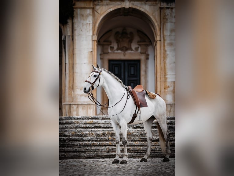 Lusitano Stallone 9 Anni 166 cm Grigio in Rio Maior