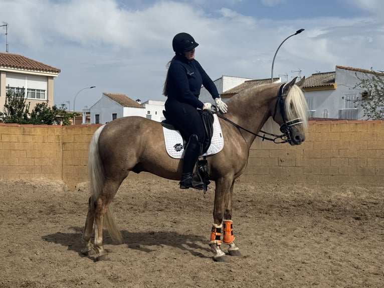 Lusitano Mix Stallone 9 Anni 167 cm Palomino in Cadiz