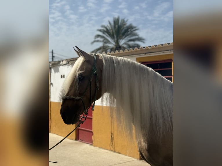 Lusitano Mix Stallone 9 Anni 167 cm Palomino in Cadiz