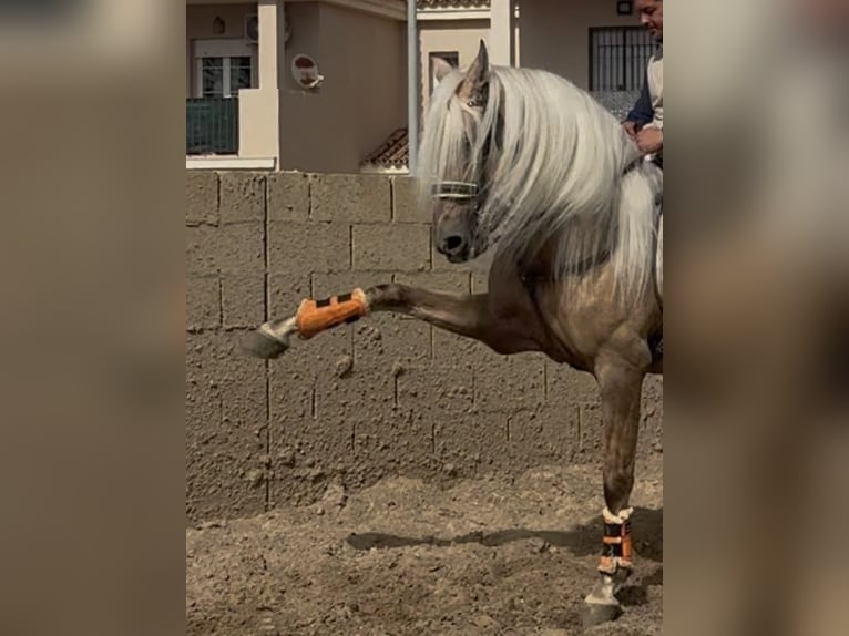 Lusitano Mix Stallone 9 Anni 167 cm Palomino in Cadiz