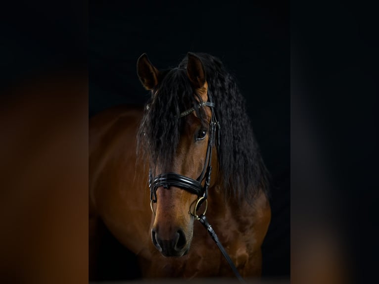 Lusitano Mix Stallone 9 Anni 168 cm Baio in Ludwigsfelde