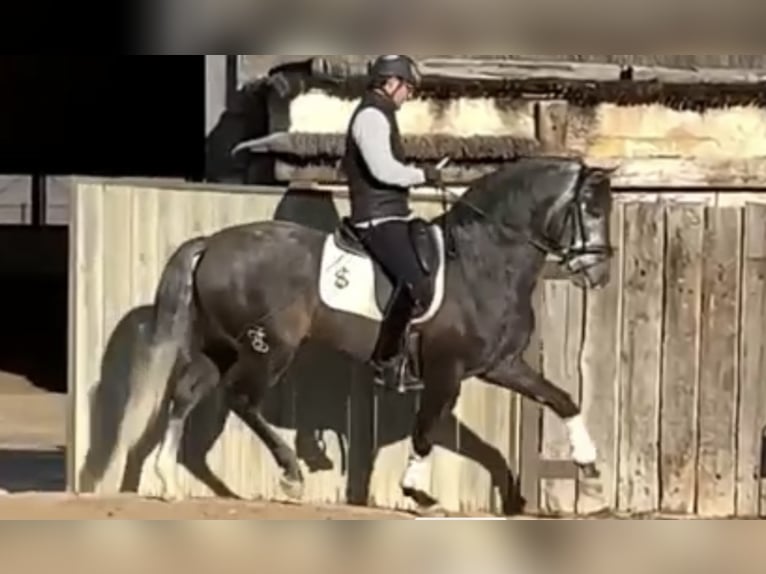 Lusitano Stallone 9 Anni 168 cm Grigio in Madrid