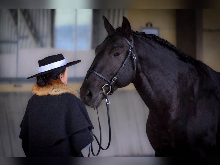 Lusitano Stallone 9 Anni 168 cm Morello in Mesnil-Verclives