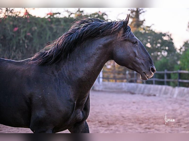 Lusitano Stallone 9 Anni 168 cm Morello in Odiáxere