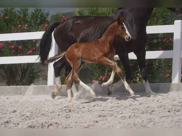 Lusitano Stallone in &#xC1;gua Derramada