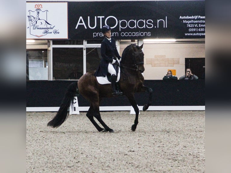 Lusitano Stallone in Nantes
