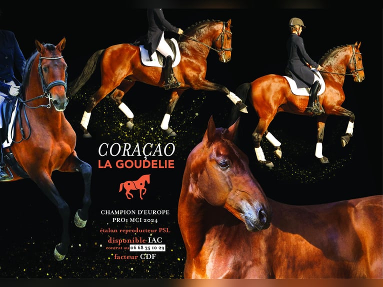 Lusitano Stallone in Nantes