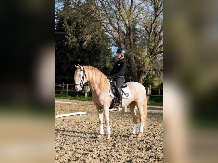 Lusitano Stallone Cremello in Los Barrios