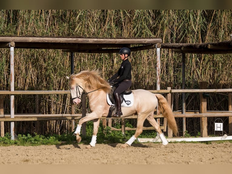 Lusitano Stallone Cremello in Los Barrios