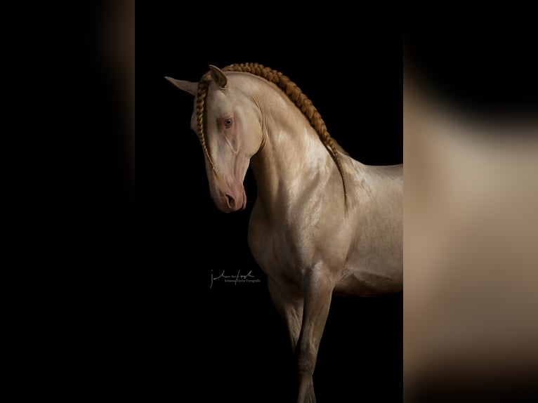 Lusitano Stallone Cremello in Ganderkesee