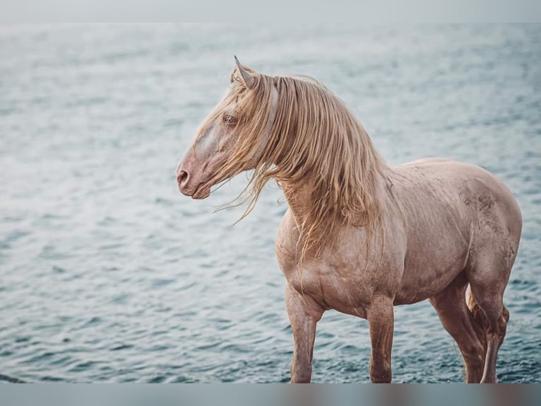 Lusitano Stallone Cremello in Ganderkesee
