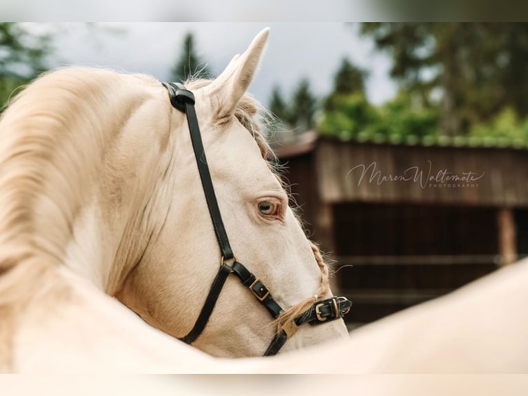 Lusitano Stallone Cremello in Ganderkesee