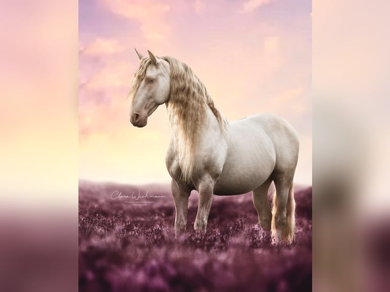 Lusitano Stallone Cremello in Ganderkesee