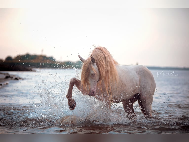 Lusitano Stallone Cremello in Ganderkesee