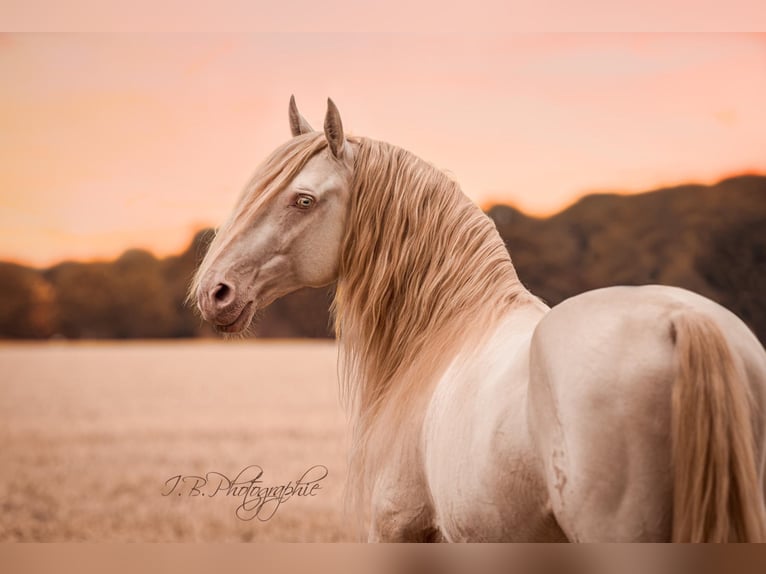 Lusitano Stallone Cremello in Ganderkesee