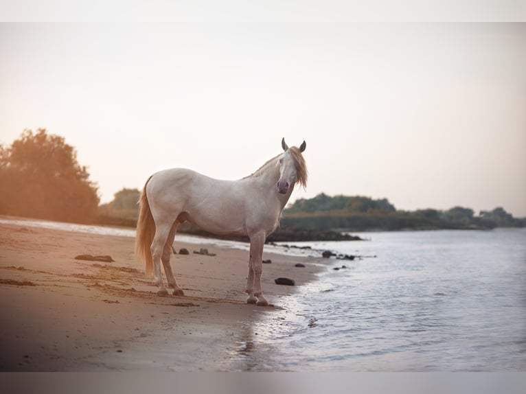 Lusitano Stallone Cremello in Ganderkesee