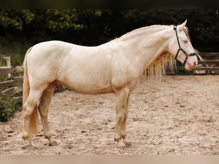 Lusitano Stallone Cremello in Ganderkesee