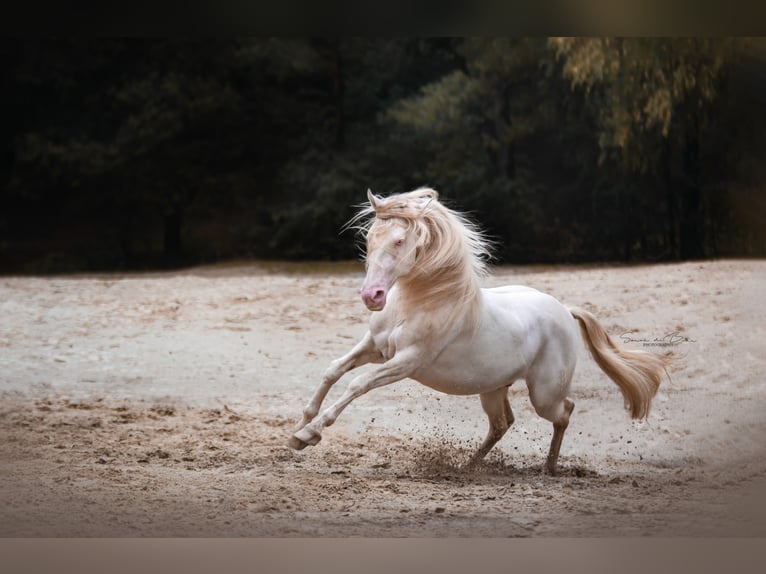 Lusitano Stallone Cremello in Ganderkesee