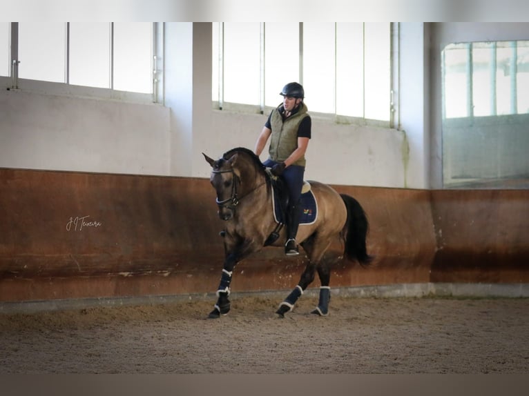 Lusitano Stallone Falbo in Rio Maior