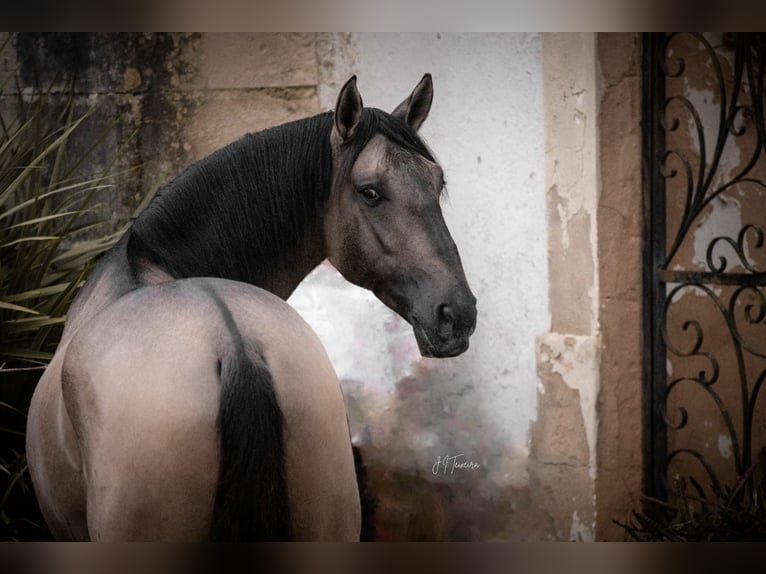 Lusitano Stallone Falbo in Rio Maior