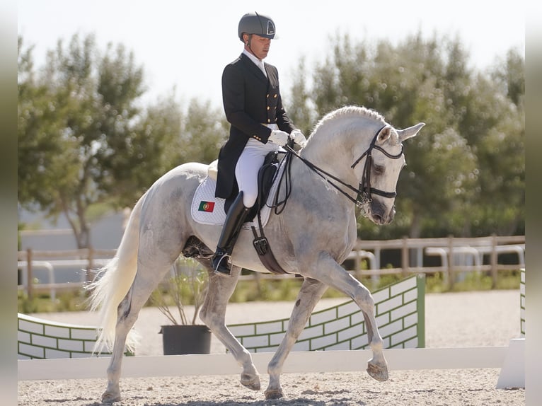 Lusitano Stallone Grigio in Palmela