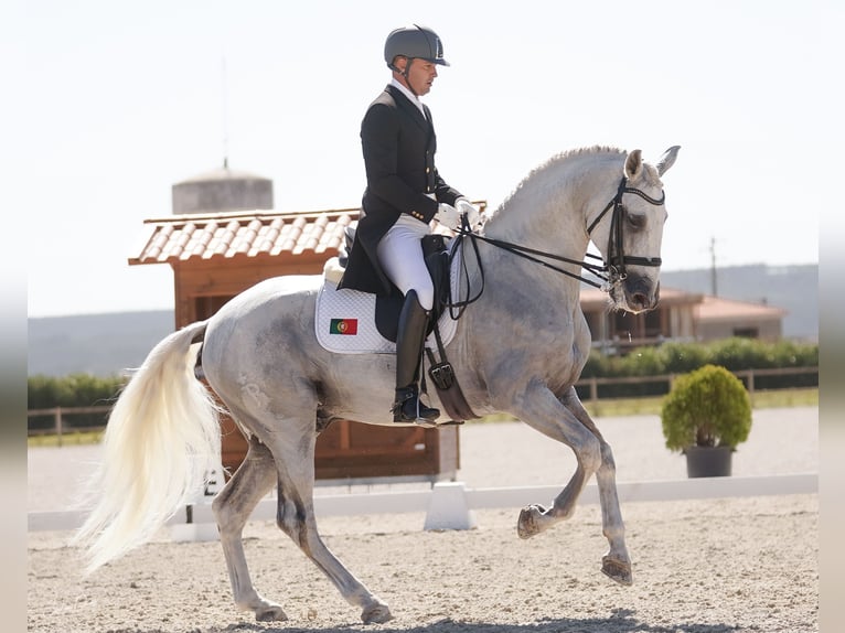 Lusitano Stallone Grigio in Palmela