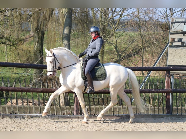 Lusitano Stallone Palomino in Neerloon