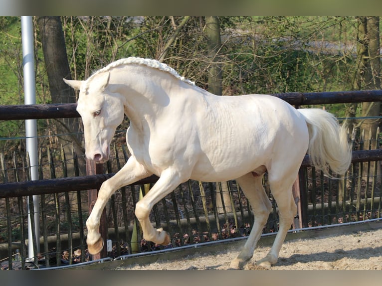 Lusitano Stallone Palomino in Neerloon