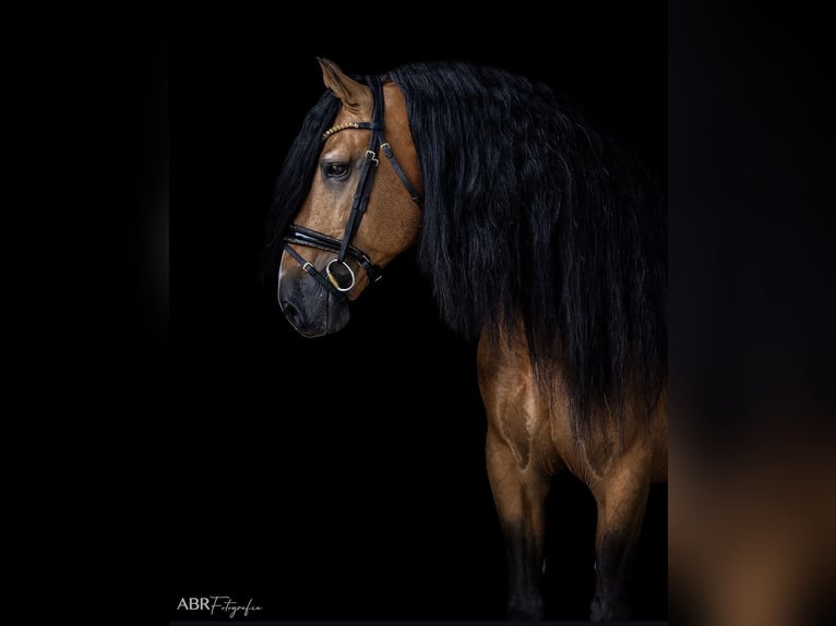 Lusitano Stallone Pelle di daino in Konstanz