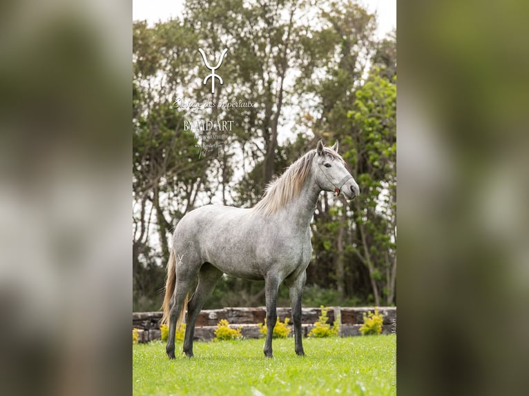 Lusitano Stallone Puledri
 (07/2024) 140 cm Baio in Arles